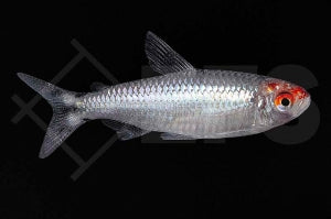 Rotkopfsalmler "diamant" (Petitella bleheri)