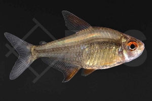 Zitronensalmler "Orange Bolivia" (Hyphessobrycon pulchripinnis)