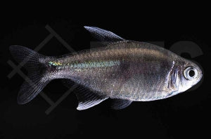Nego Dagua-Tetra "RIO PRATINAH" (Hyphessobrycon negodagua)