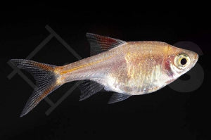 Keilfleckbarbe "gold" (Rasbora heteromorpha)