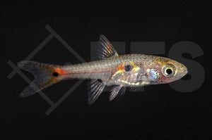 Microrasbora (Boraras micros)