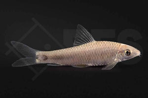 Pinselalgenfresser (Crossocheilus reticulatus)