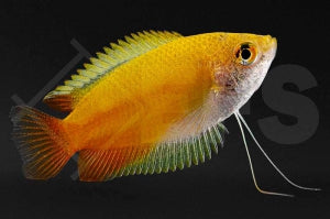 Honiggurami "orange" (Colisa chuna)