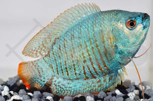 Zwergfadenfisch "neonblau" (Colisa lalia)