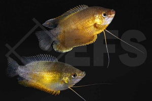 Dicklippiger Fadenfisch "kupfer" (Colisa labiosa)