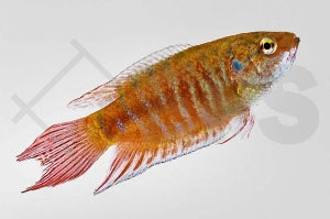 Roter Paradiesfisch (Macropodus opercularis)