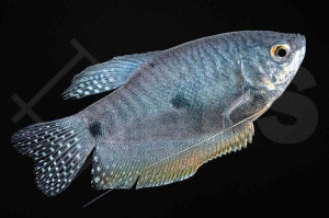 Gepunkteter Fadenfisch "blau" (Trichogaster trichopterus)