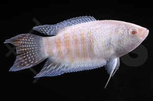 Paradiesfisch "albino" (Macropodus opercularis)