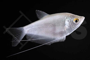 Mondscheinfadenfisch (Trichogaster microlepis)