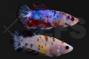 Plakat Kampffisch weiblich "Koi" (Betta splendens)