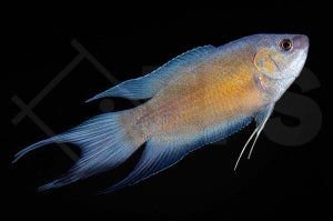 Paradiesfisch "Fire and Ice" (Macropodus opercularis)