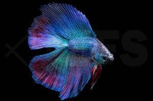 Schwalbenschwanz-Kampffisch männlich "doubletail" (Betta splendens)