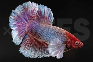 Elefantenohren-Kampffisch männlich "Dumbo Ear" (Betta splendens)