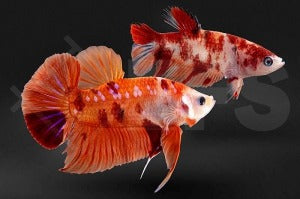 Plakat-Kampffisch PAAR 1/1 "Koi" (Betta splendens)