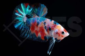 Plakat-Kampffisch männlich "amazing" (Betta splendens)