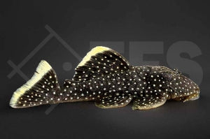 L - 81 | Gelbsaum-Prachtharnischwels (Baryancistrus spec.)