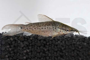 Torpedo-Schwielenwels (Dianema longibarbis)