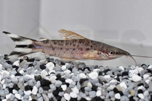 Schwanzstreifen-Torpedowels (Dianema urostriata)