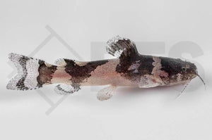 Kleiner Harlekinwels (Microglanis iheringi)