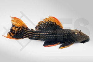 L - 25 | Rotflossen-Kaktuswels (Pseudacanthicus pirarara)
