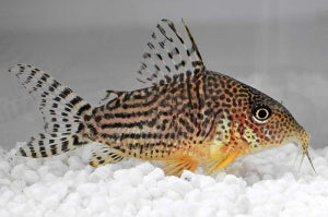 Prachtcorydoras (Corydoras haraldschultzi)