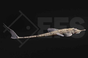 Pinocchio Hexenwels (Hemiodontichthys acipenserius)