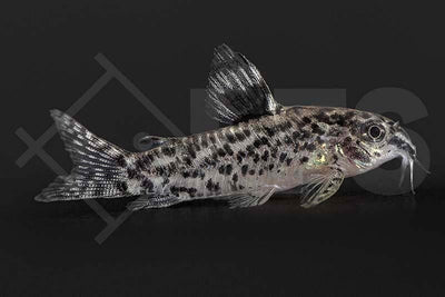 Gefleckter Zwerg-Panzerwels (Aspidoras pauciradiatus)
