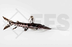 Tigerspatelwels (Pseudoplatystoma fasciatum)