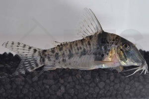 Tigerpanzerwels (Corydoras orcesi)