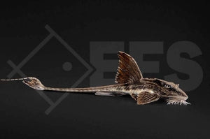 Zügelstrich Hexenwels (Loricaria spec. "Rio Atabapo")