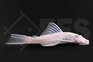 L - 144 | Antennenwels "snowwhite" (Ancistrus spec.)