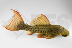 L - 24 | Orangeflossen-Kaktuswels (Pseudacanthicus pitanga)