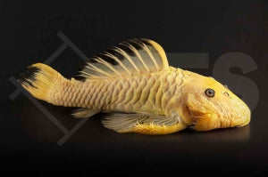 L - 56 | Goldstachel-Breitkopfharnischwels "yellow" (Parancistrus aurantiacus)