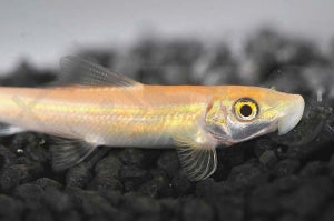 Saugschmerle "gold" (Gyrinocheilus aymonieri)