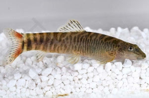 Schlangenhaut Bachschmerle (Schistura mahnerti)