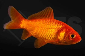 Goldfisch "tiefrot" (Carassius auratus)