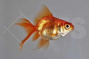 Schleierschwanz "rot" (Carassius auratus)