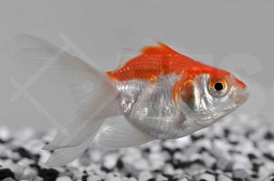 Schleierschwanz "rot-weiß" (Carassius auratus)