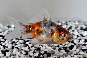 Schleierschwanz "Calico" (Carassius auratus)