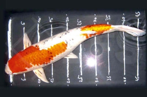Koi A Top-Mix "handverlesen" (Cyprinus carpio)