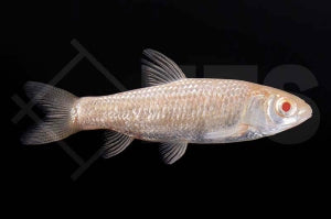 Graskarpfen "albino" (Ctenopharyngodon idella)