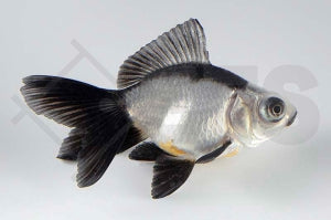 Schleierschwanz "Panda" (Carassius auratus)