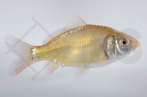 Spiegelkarpfen (Cyprinus carpio)