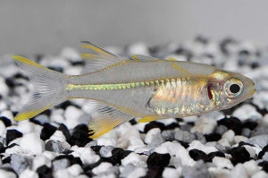 Celebes Sonnenstrahlfisch (Macrosatherina ladigesi)