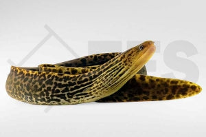 Leopardmuräne (Gymnothorax polyuranodon)