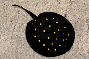 Leopoldsrochen "Sao Felix" (Potamotrygon leopoldi)