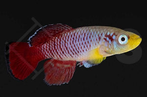 Günthers Prachtgrundkärpfling "red" (Nothobranchius guentheri)