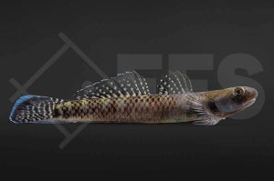 Rote Neongrundel (Stiphodon elegans)