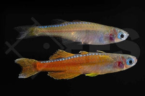 Paskas Blauauge "red neon" (Pseudomugil luminatus)