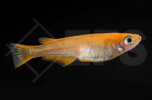 Yokihi Medaka "orange" (Oryzias latipes)